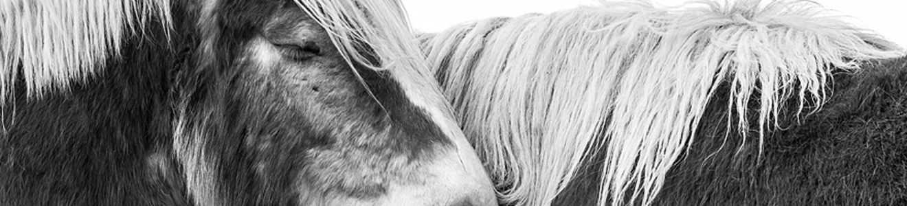 Stichting voor paarden in nood - Evenementen