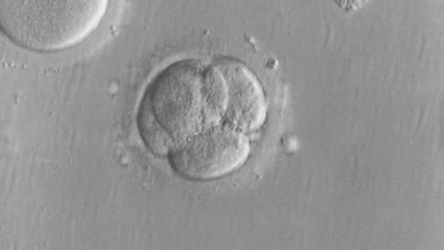 Nieuw KB betreffende handel in sperma, eicellen en embryo’s van paardachtigen