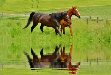 Paarden op de weide