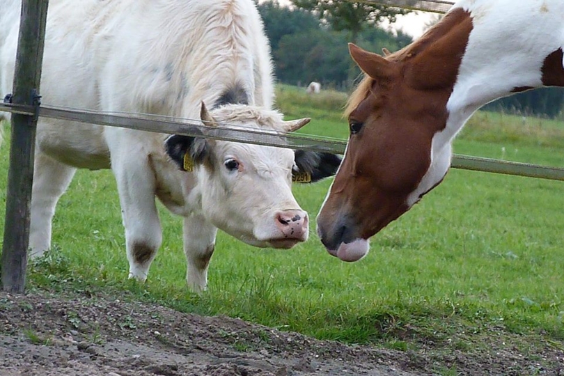Uitbraak rundertuberculose in Limburg vormt zeer beperkt risico voor paarden